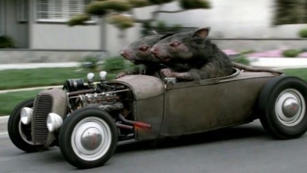 V8 rats